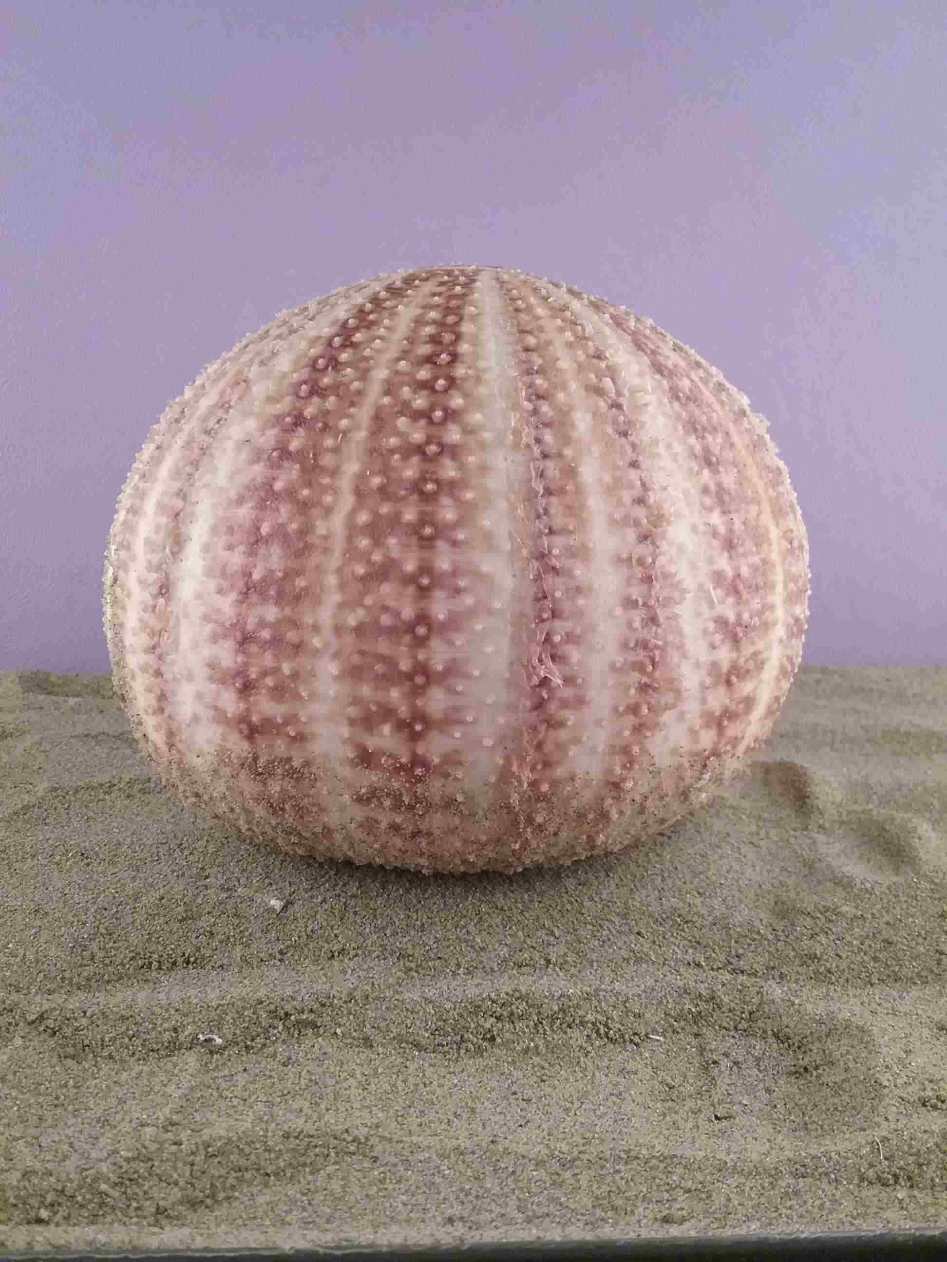 Echinus melo